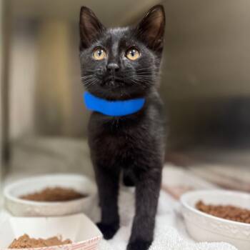 Griffin -  Domestic Short Hair Cat for Adoption in Fairport, New York - Griffin | PetCurious