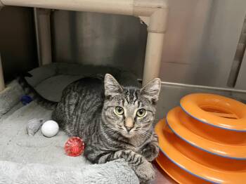 Rescue Domestic Short Hair Cats for Adoption in Wantagh, New York - Johnny | PetCurious