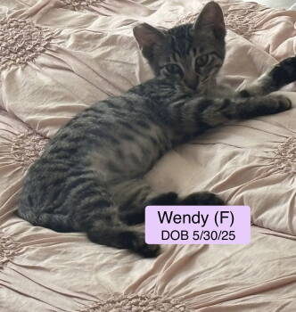 Rescue Domestic Short Hair Cats for Adoption in Vacaville, California - Wendy | PetCurious