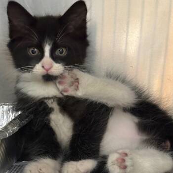 Jubilee -  Domestic Short Hair Cat for Adoption in Milton, Florida - Jubilee | PetCurious