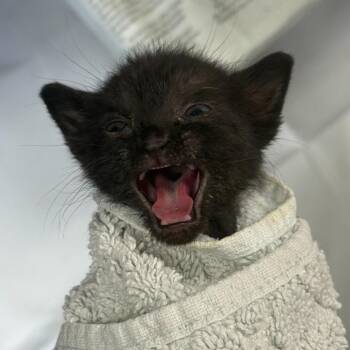 Domestic Short Hair Cats Available for Adoption in San Antonio, Texas - Thundercat(Hans) | PetCurious