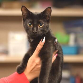 Dopey -  Domestic Short Hair Cat for Adoption in Belleville, Illinois - Dopey | PetCurious