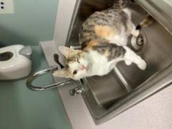 LAINEY -  Domestic Short Hair Cat for Adoption in Chillicothe, Ohio - LAINEY | PetCurious