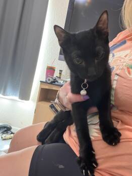 Scampi -  American Shorthair Cat for Adoption in Maitland, Florida - Scampi | PetCurious