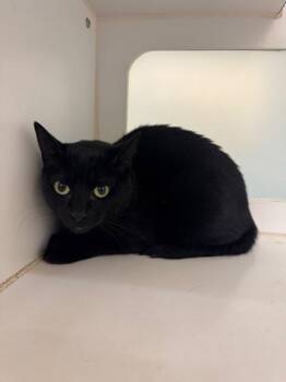 Yomi -  Domestic Short Hair Cat for Adoption in Vero Beach, Florida - Yomi | PetCurious