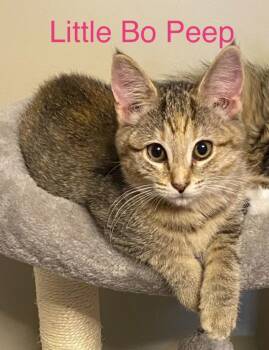 Bo Peep -  Domestic Short Hair Cat for Adoption in Sprakers, New York - Bo Peep | PetCurious