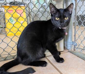 Rescue Domestic Short Hair Cats for Adoption in Youngtown, Arizona - Freyr | PetCurious