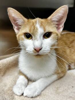 Rescue Domestic Short Hair Cats for Adoption in Wichita, Kansas - Bucket Of Fried Chicken | PetCurious