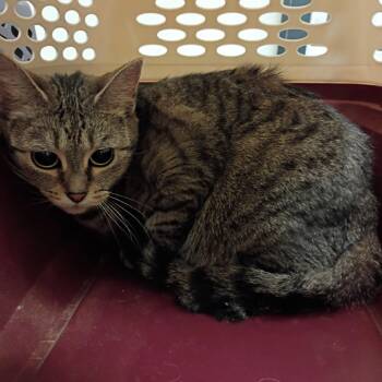 Domestic Short Hair Cats Available for Adoption in Lynchburg, Virginia - Priestess | PetCurious