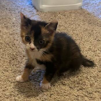 Domestic Medium Hair Cats Available for Adoption in Greensboro, North Carolina - Loyal | PetCurious