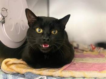 MEEKAH -  Domestic Short Hair Cat for Adoption in Fort Wayne, Indiana - MEEKAH | PetCurious