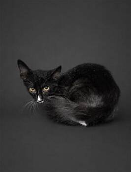 A1278328 -  Domestic Medium Hair Cat for Adoption in Winter Haven, Florida - A1278328 | PetCurious