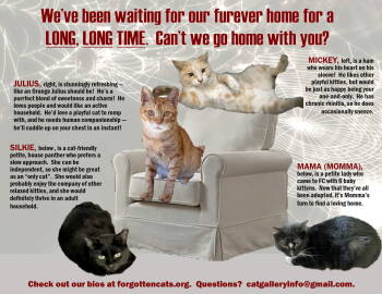 Rescue Domestic Short Hair Cats for Adoption in Greenville, Delaware - Longer Timers Part 4: Female And Male | PetCurious