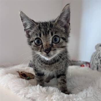 Riley -  Domestic Short Hair Cat for Adoption in Bentonville, Arkansas - Riley | PetCurious