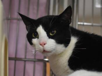 Domestic Short Hair Cats Available for Adoption in Portland, Oregon - Grayson | PetCurious