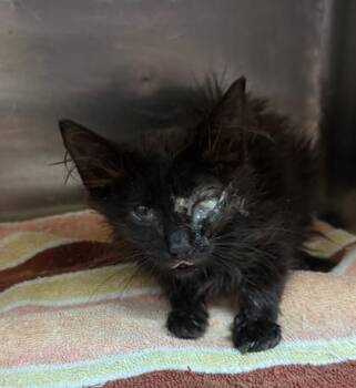 61529455 -  Domestic Long Hair Cat for Adoption in El Paso, Texas - 61529455 | PetCurious