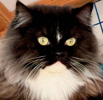 Persian Cats Available for Adoption in Davis, California - Duck (Mother Goose) | PetCurious