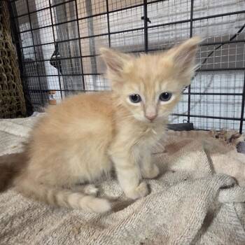 Poundcake -  Domestic Long Hair Cat for Adoption in Johnstown, Pennsylvania - Poundcake | PetCurious