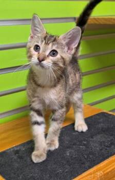 DANA SCULLY -  Domestic Short Hair Cat for Adoption in St. Peters, Missouri - DANA SCULLY | PetCurious