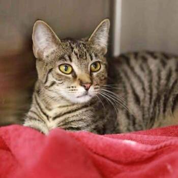 Rescue Domestic Short Hair Cats for Adoption in Atlanta, Georgia - Jane | PetCurious