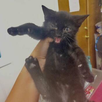 Biscotti -  Domestic Short Hair Cat for Adoption in Valdosta, Georgia - Biscotti | PetCurious