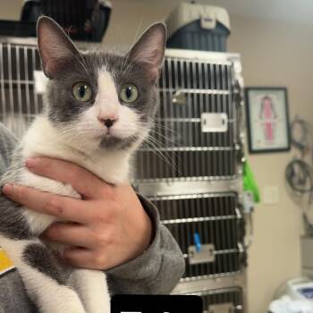 Tala -  Domestic Short Hair Cat for Adoption - Tala | PetCurious