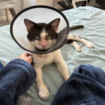 Rescue Domestic Short Hair Cats for Adoption in Pompano Beach, Florida - Buster | PetCurious