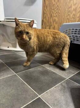 Domestic Medium Hair Cats Available for Adoption - George | PetCurious