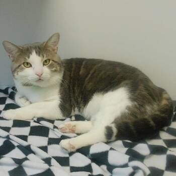 Domestic Short Hair Cats Available for Adoption in Fort Wayne, Indiana - Nefario | PetCurious