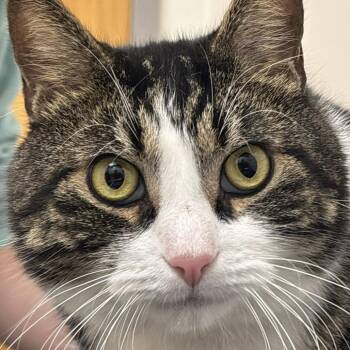 Teddy Bear -  Domestic Short Hair Cat for Adoption in Philadelphia, Pennsylvania - Teddy Bear | PetCurious