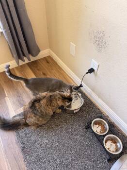 Magic Milo -  Tabby and American Shorthair Cat for Adoption in Austin, Texas - Magic Milo | PetCurious