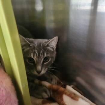 Little Grey -  Domestic Short Hair Cat for Adoption in Brockton, Massachusetts - Little Grey | PetCurious