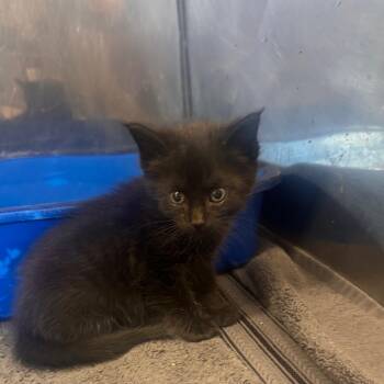Count Chocula -  Domestic Short Hair Cat for Adoption in Starkville, Mississippi - Count Chocula | PetCurious