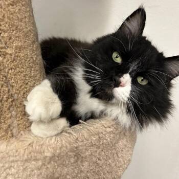 Domestic Long Hair Cats Available for Adoption - Figaro | PetCurious