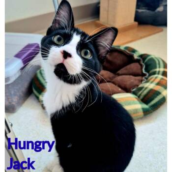 Hungry Jack -  Domestic Short Hair Cat for Adoption in North Saint Paul, Minnesota - Hungry Jack | PetCurious