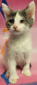 Rescue Domestic Short Hair Cats for Adoption in Eugene, Oregon - Muffin | PetCurious