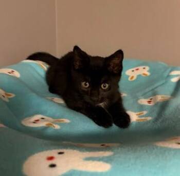 RASPBERRY BERET -  Domestic Short Hair Cat for Adoption in Andover, Minnesota - RASPBERRY BERET | PetCurious