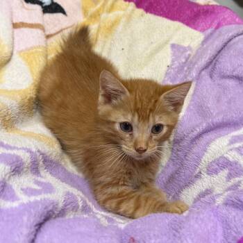 Orange Crush -  American Bobtail and Domestic Short Hair Cat for Adoption in Brownsboro, Alabama - Orange Crush | PetCurious
