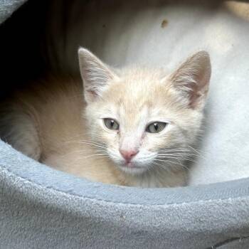 Basil / Crinkle -  Domestic Short Hair Cat for Adoption in Long Beach, California - Basil / Crinkle | PetCurious