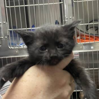 Alfonzo -  Domestic Short Hair Cat for Adoption in Birmingham, Alabama - Alfonzo | PetCurious