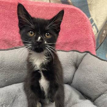 Domestic Short Hair Cats Available for Adoption in Hawthorne, California - Squeaky | PetCurious