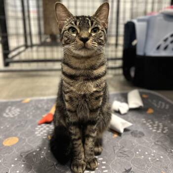 Purrada -  Domestic Short Hair Cat for Adoption in Columbus, Ohio - Purrada | PetCurious