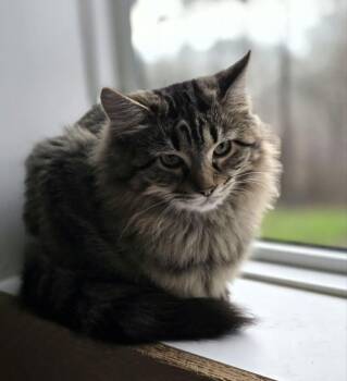 Harley -  Domestic Short Hair and Tabby Cat for Adoption in Oxford, Mississippi - Harley | PetCurious