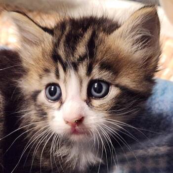 Snickers K45708 -  Domestic Medium Hair Cat for Adoption in Corsicana, Texas - Snickers K45708 | PetCurious