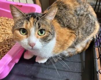 Rescue Domestic Short Hair Cats for Adoption in Morton Grove, Illinois - Annie | PetCurious