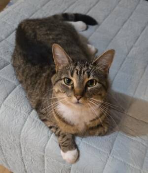 Héra -  Domestic Short Hair Cat for Adoption in Montreal, Quebec - Héra | PetCurious