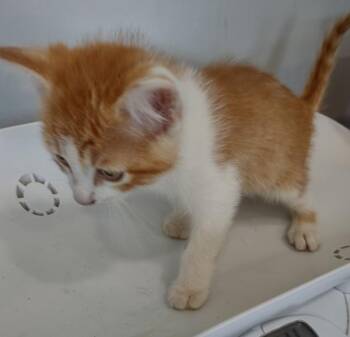 Pawltergeist -  Domestic Medium Hair Cat for Adoption in Cleveland, Tennessee - Pawltergeist | PetCurious