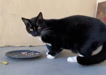 Domestic Short Hair Cats Available for Adoption - Frank | PetCurious