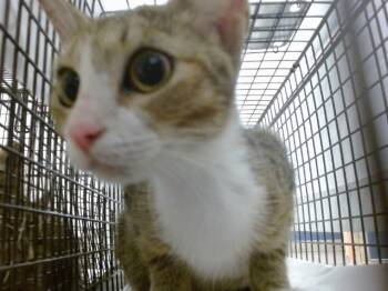 ARAYA -  Domestic Short Hair Cat for Adoption in Doral, Florida - ARAYA | PetCurious