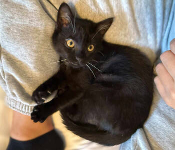 Rescue Domestic Medium Hair Cats for Adoption in Statesboro, Georgia - Toothless | PetCurious